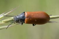 Omophlus lepturoides