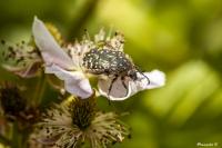 Oxythyrea funesta