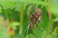 Rhagium sycophanta