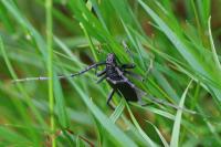 Cerambyx cerdo