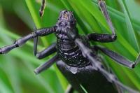 Cerambyx cerdo