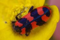 Trichodes alvearius