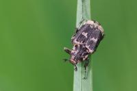 Valgus hemipterus