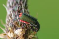 Malachius bipustulatus