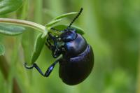 Timarcha goettingensis