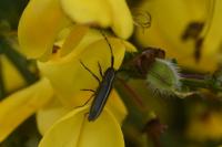 Agapanthia cardui