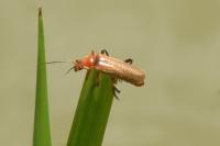 Cantharis livida
