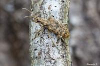 Rhagium sycophanta