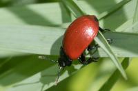 Chrysomela populi