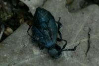 Meloe violaceus