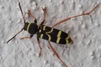 Clytus arietis