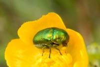 Chrysolina herbacea