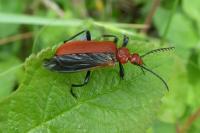 Pyrochroa serraticornis