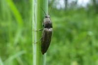 Cidnopus pilosus