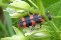 Trichodes alvearius