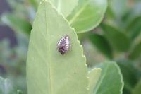 Chilocorus renipustulatus