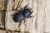 Dorcus parallelipipedus