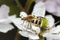 Trichius gallicus