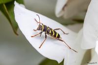 Clytus arietis