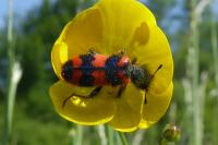 Trichodes alvearius