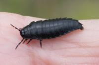 Ablattaria laevigata