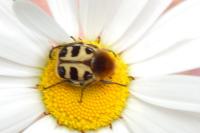 Trichius fasciatus