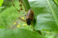Dendroxena quadrimaculata