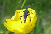 Rutpela nigra
