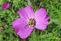 Trichius gallicus