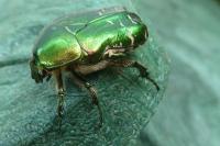 Cetonia aurata