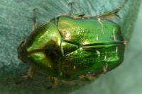 Cetonia aurata