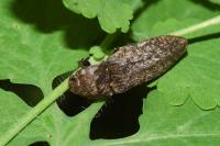 Agrypnus murinus