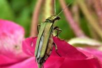 Oedemera nobilis