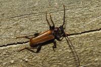 Phymatodes testaceus