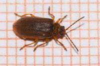 Galerucella