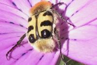 Trichius gallicus