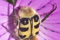 Trichius gallicus