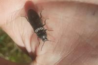 Paraphotistus nigricornis