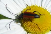 Stenurella melanura