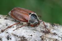 Melolontha melolontha