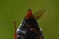 Melolontha melolontha