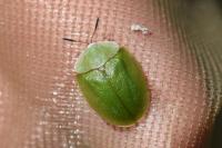 Cassida viridis