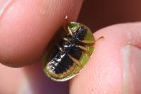 Cassida viridis