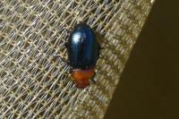Podagrica fuscipes