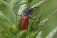 Omophlus lepturoides