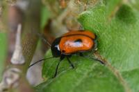 Cryptocephalus bipunctatus