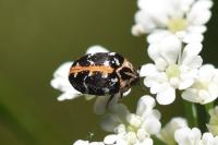 Anthrenus scrophulariae