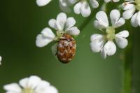 Anthrenus verbasci