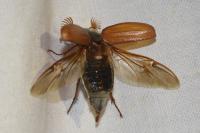 Melolontha melolontha