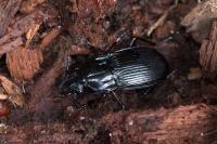 Abax parallelepipedus